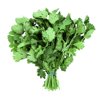 Coriander English