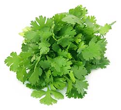 Coriander Spain